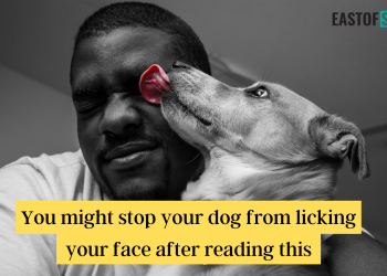 You might stop your dog from licking your face after reading this